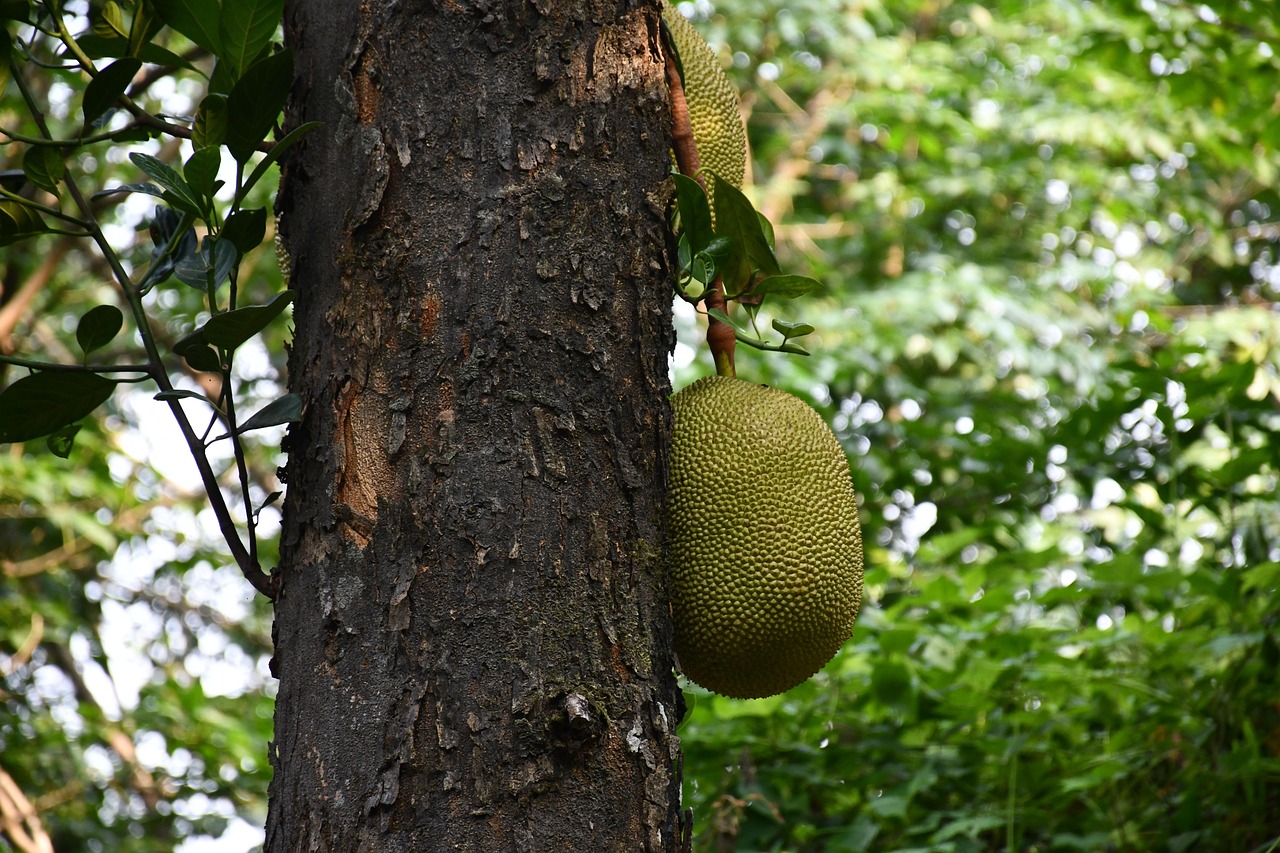 jackfruit, fruit, food, tropical, nature, forest, kerala, india, harvest, farm, agriculture, jackfruit, jackfruit, jackfruit, jackfruit, jackfruit